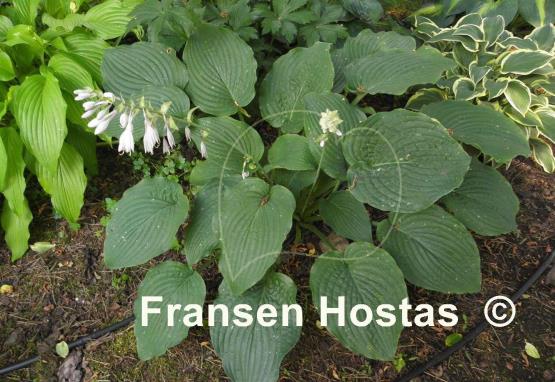 Hosta Willy Nilly